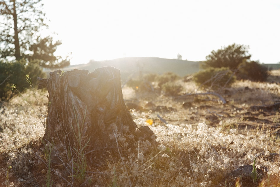 Understanding Stump Grinding