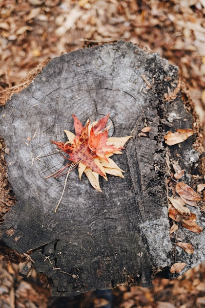 Choosing the Right Tree Removal Service