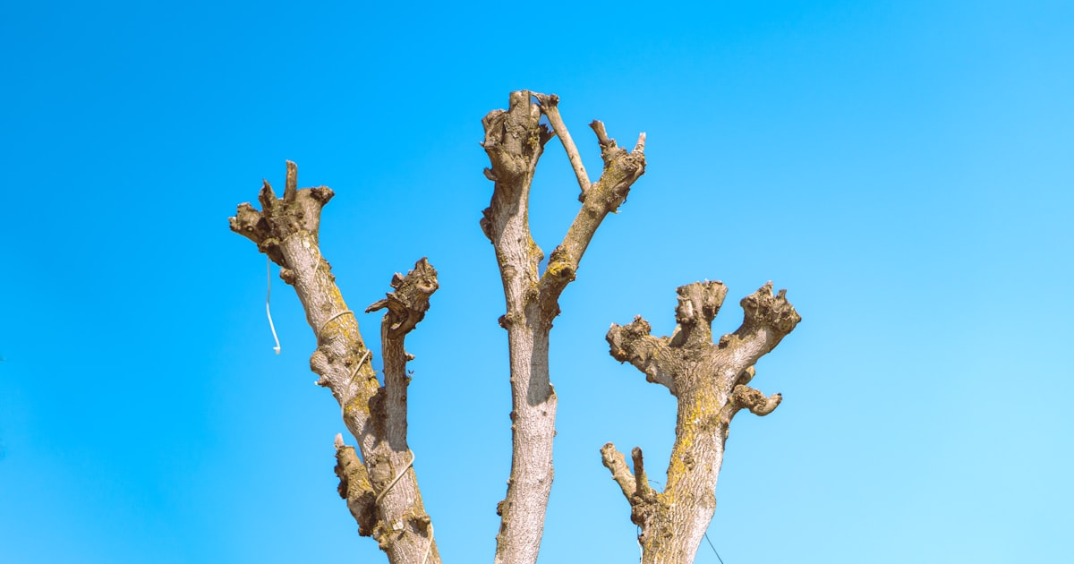 Benefits of Professional Tree Care